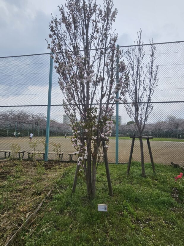 アマノガワ