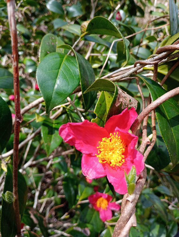 〔里〕ユキツバキの群落