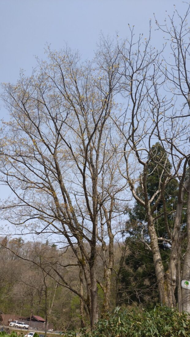 ホオノキ
