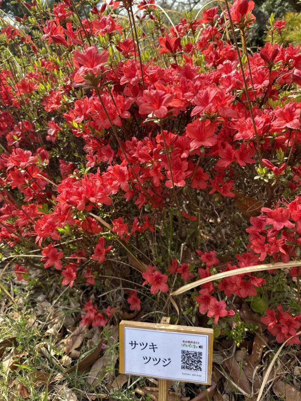 サツキツツジ