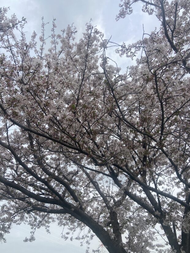 ソメイヨシノ