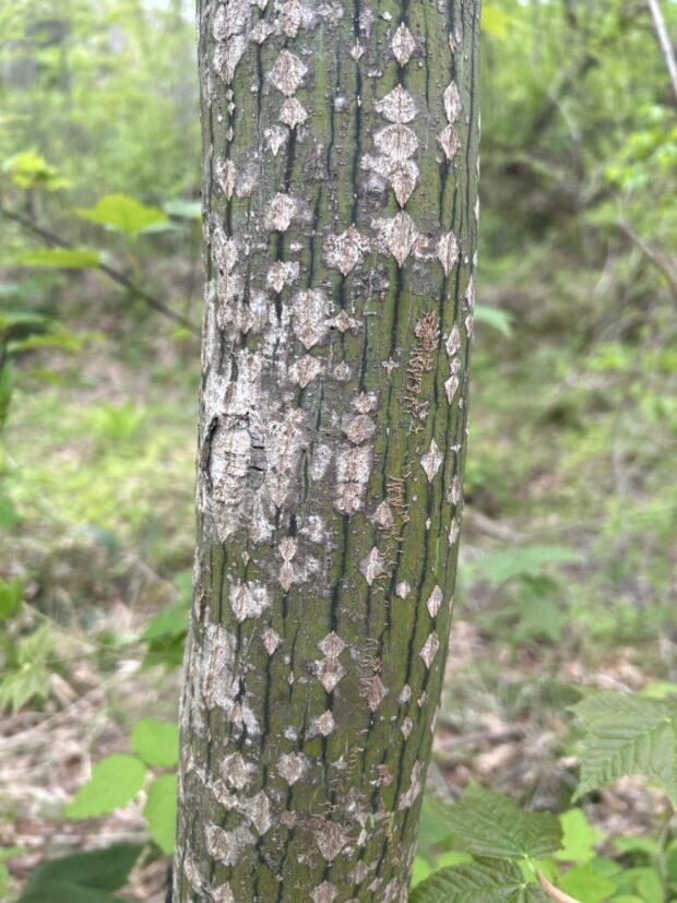 ウリハダカエデ