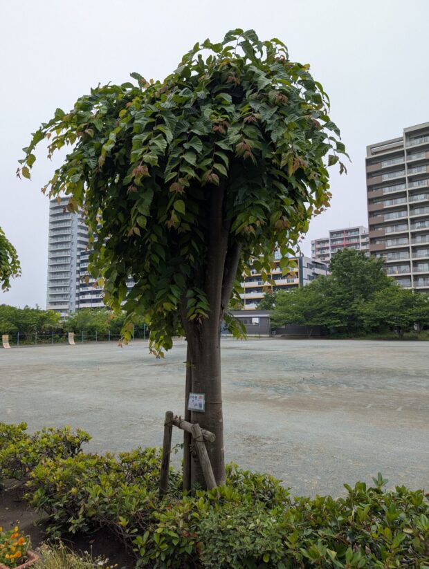 ケヤキ