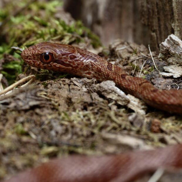 シマヘビ – はなもく散歩