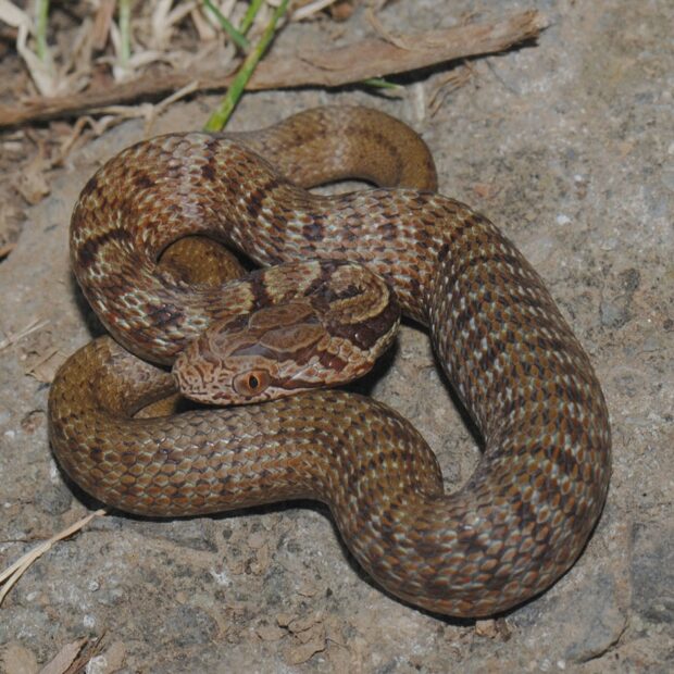 しまへび シマヘビ – はなもく散歩