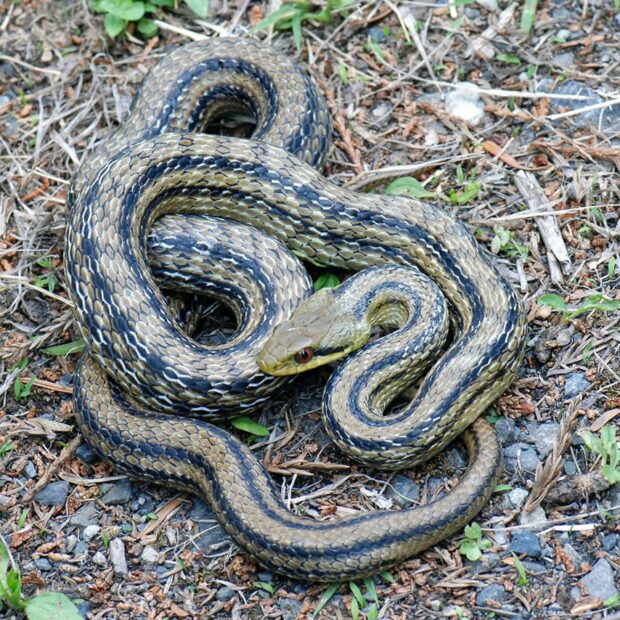 しまへび シマヘビ – はなもく散歩