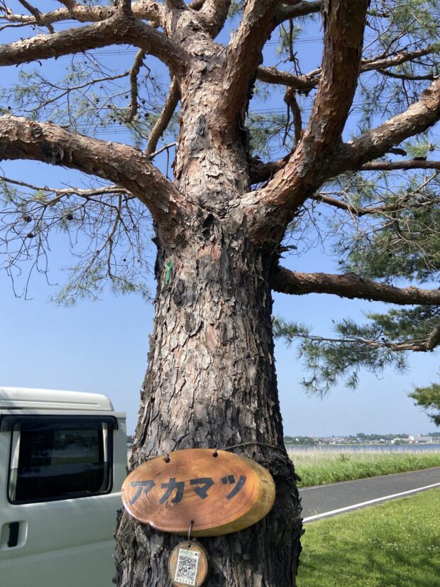 アカマツ