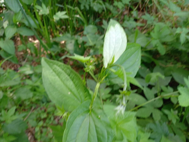 ノウルシ群生地