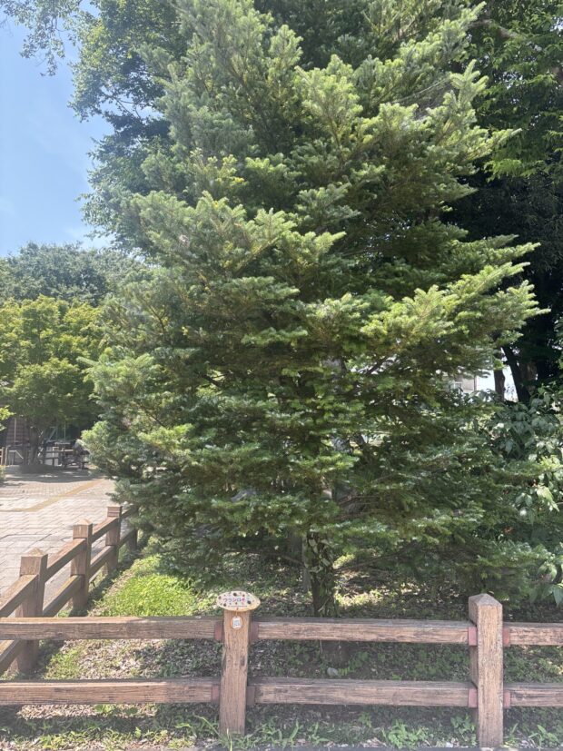 ウラジロモミ