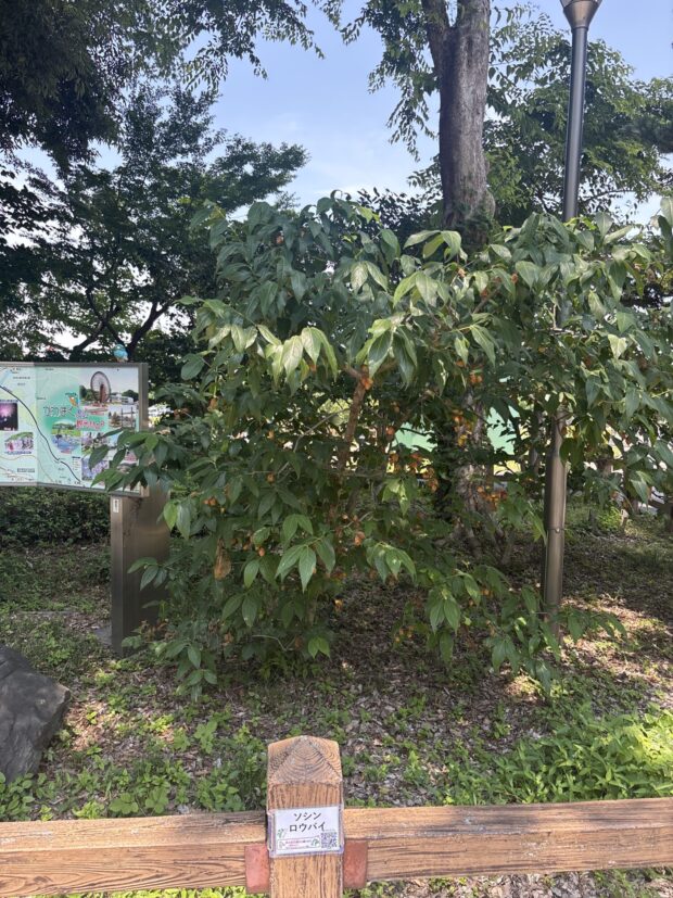 ソシンロウバイ