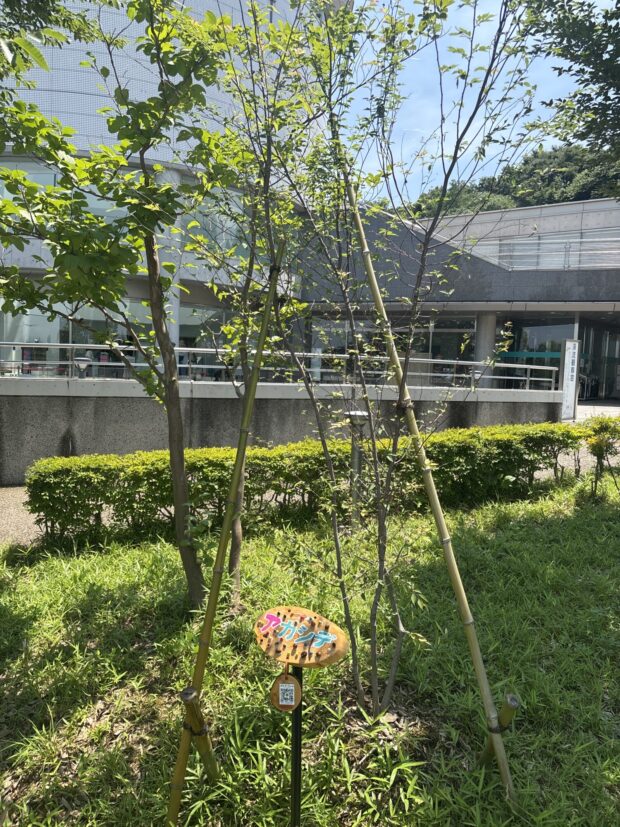 アカシデ