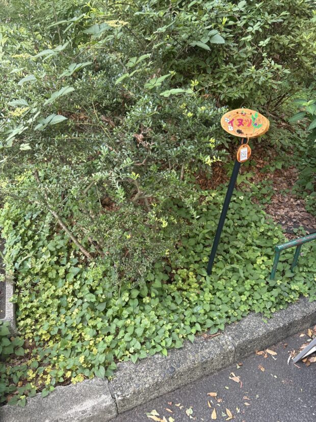 イヌツゲ