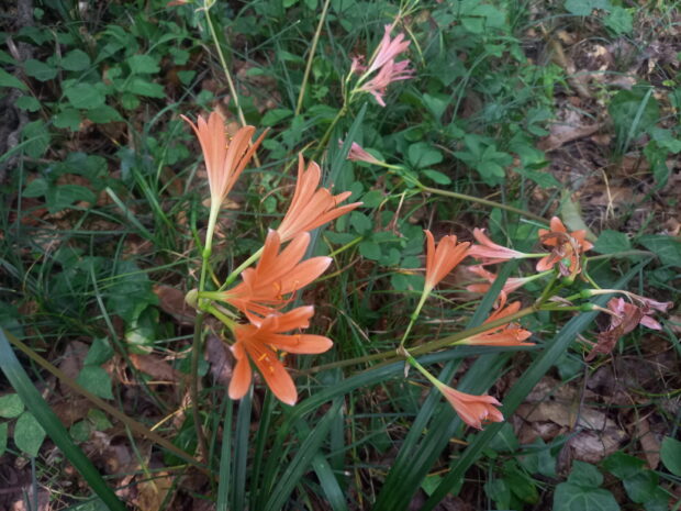 キツネノカミソリ群生地