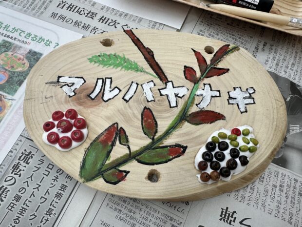 マルバヤナギ