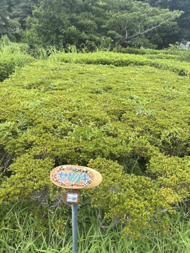 サツキツツジ