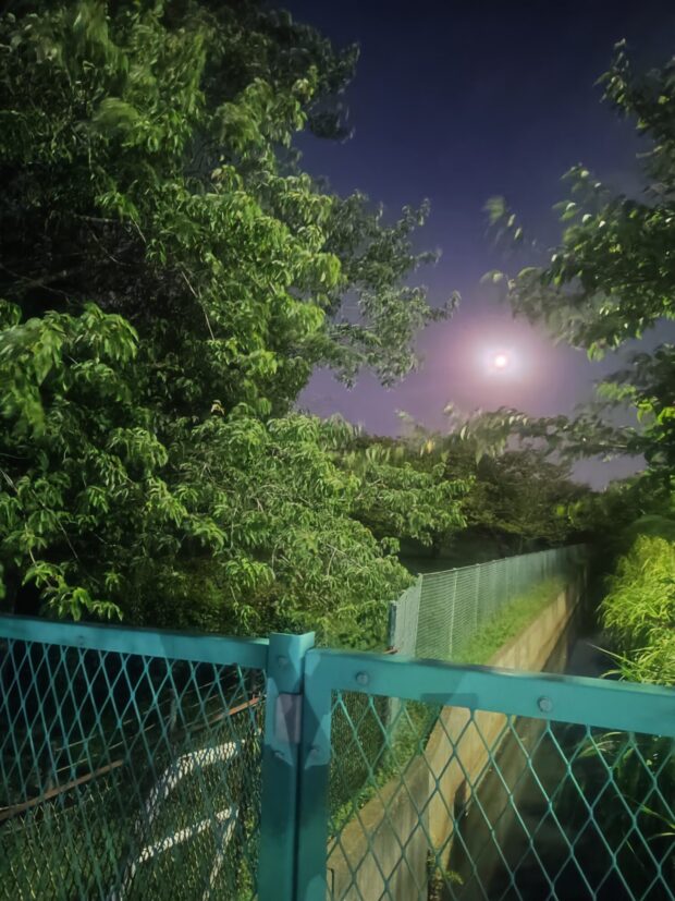 ハナノキ