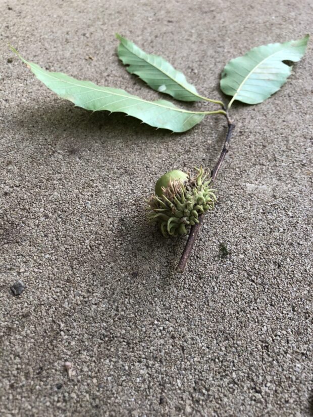 クヌギ