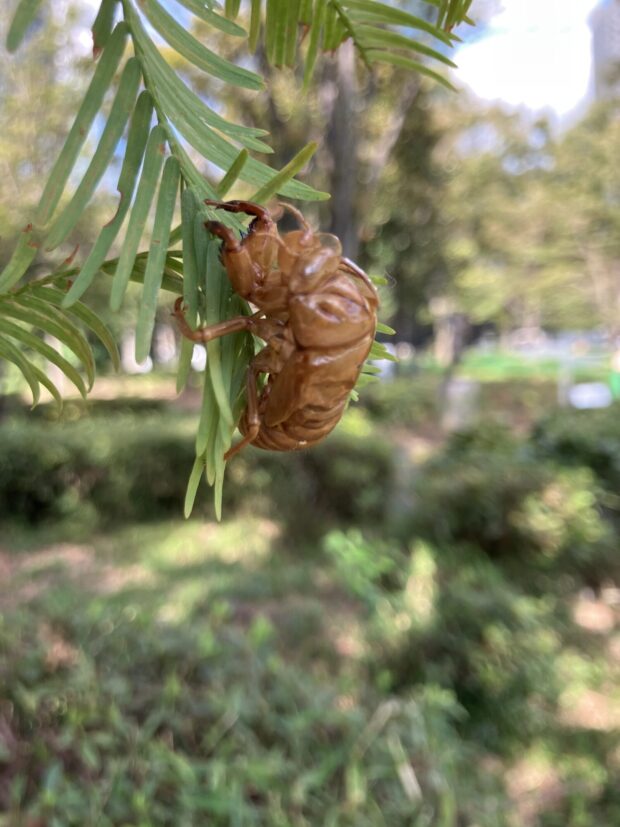 メタセコイア