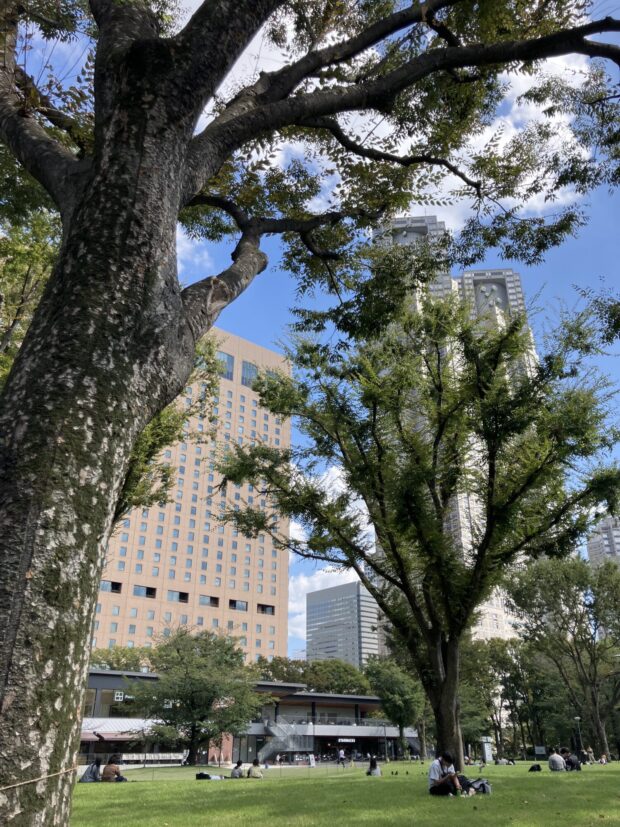 ケヤキ