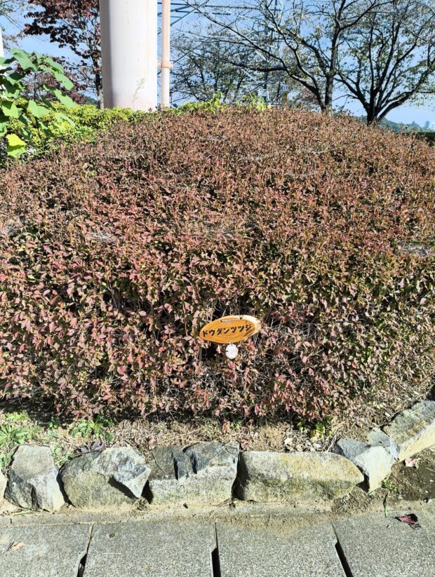 ドウダンツツジ