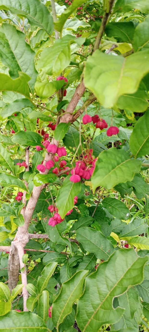 マユミ