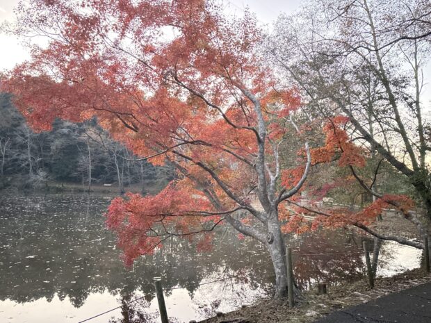 コナラ