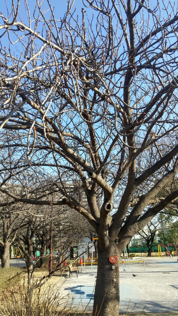 カンザン