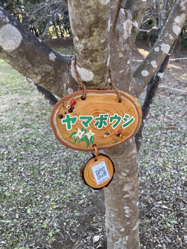 ヤマボウシ