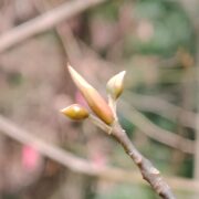 クロモジ – はなもく散歩