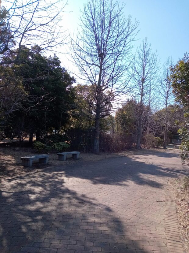 モミジバフウ