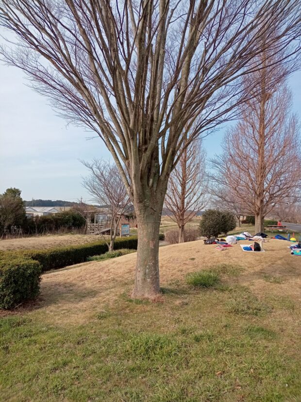 ケヤキ