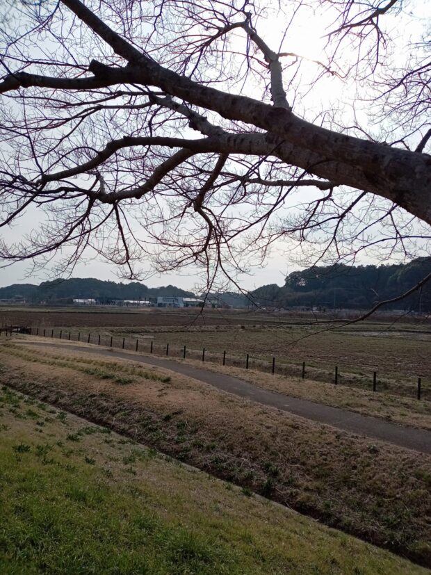 ムクノキ