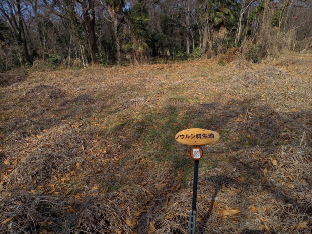 ノウルシ群生地