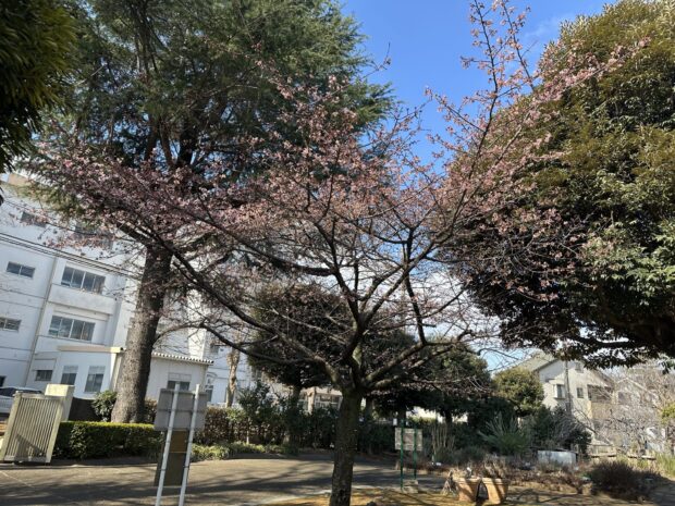 カワヅザクラ