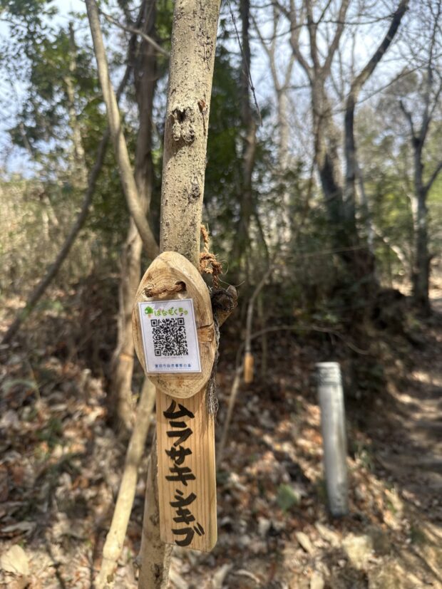 ムラサキシキブ