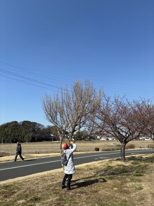 サンシュユ
