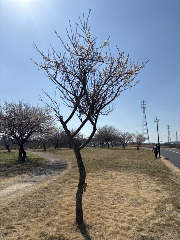 ウメ