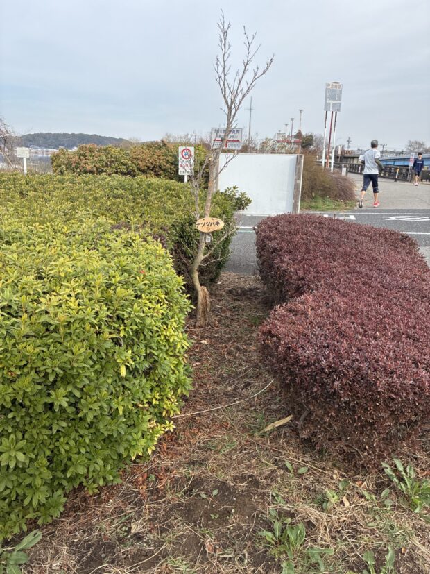 ナツツバキ