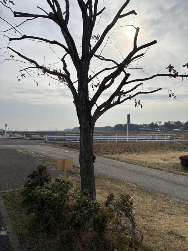 コナラ
