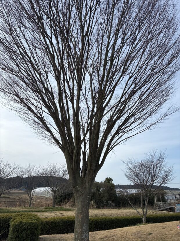ケヤキ