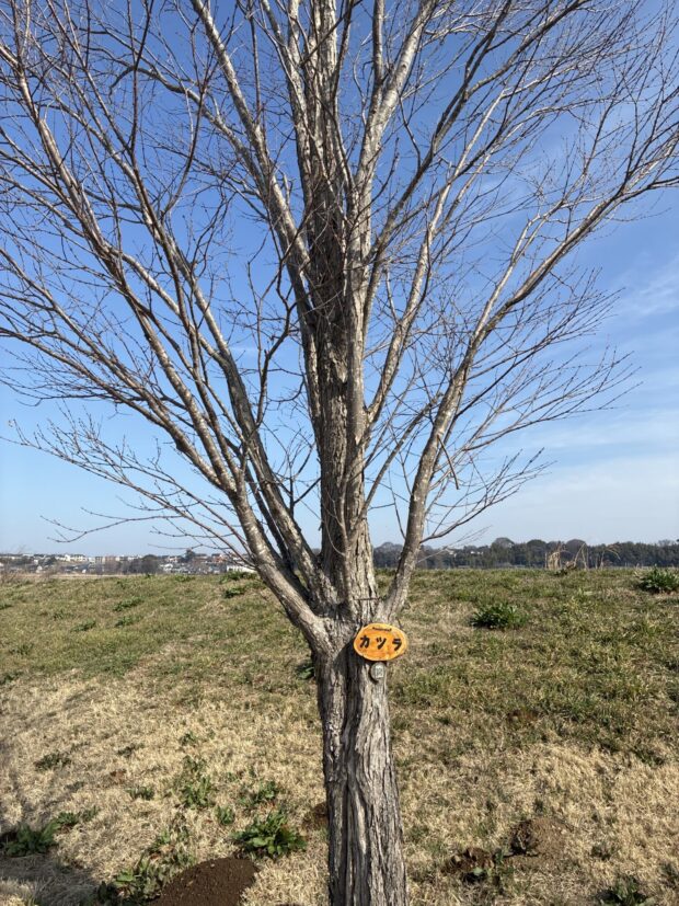 カツラ