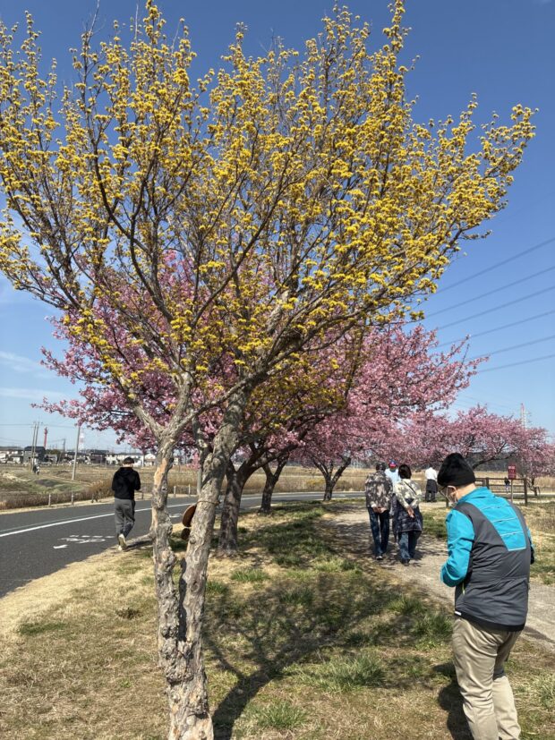 サンシュユ