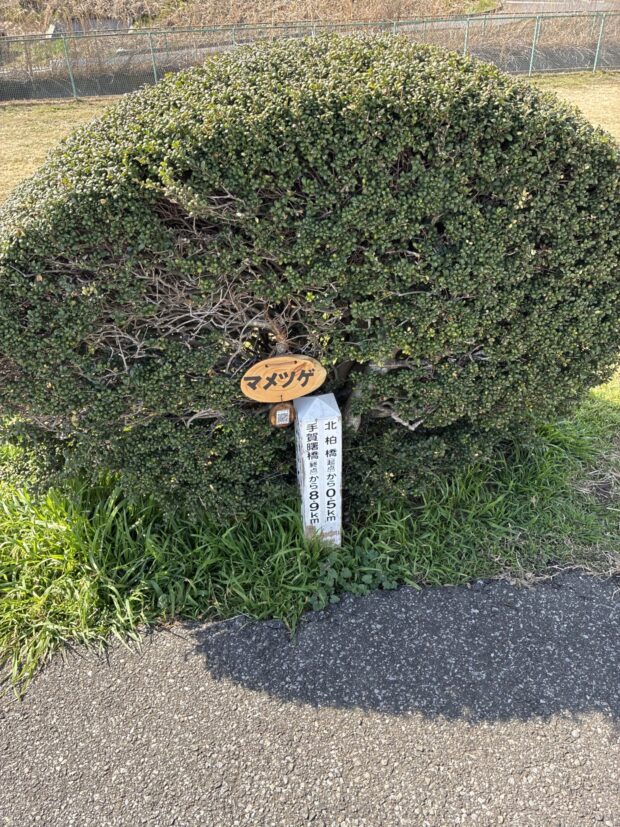 マメツゲ