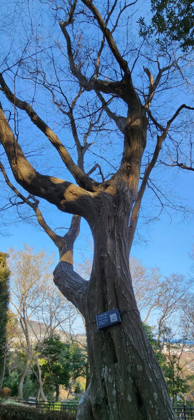 イヌシデ