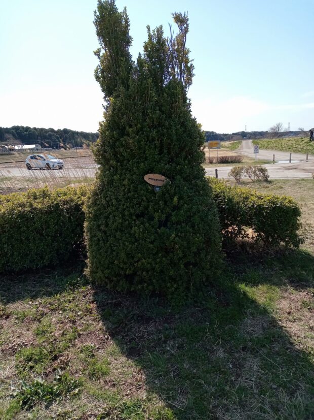 アマミヒイラギモチ