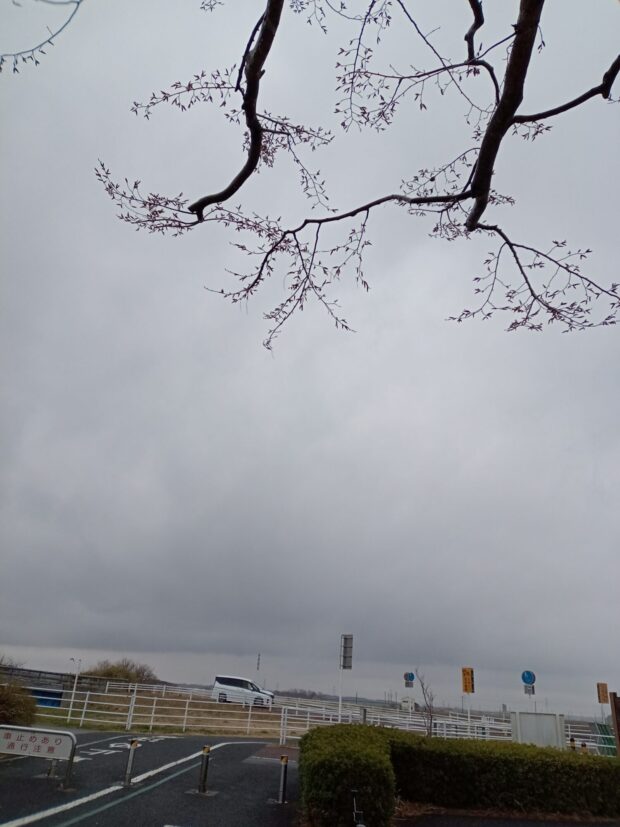 イヌシデ