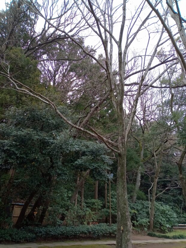 コナラ