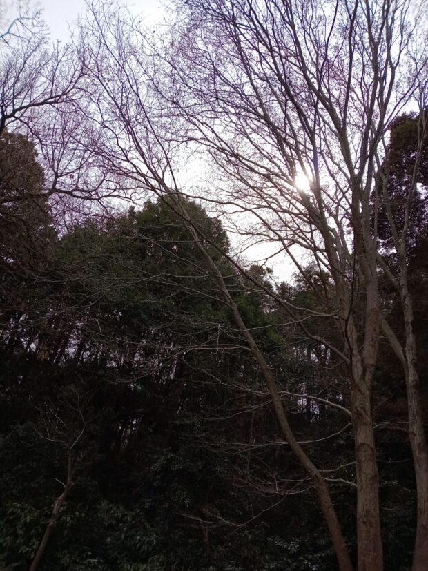 イヌシデ