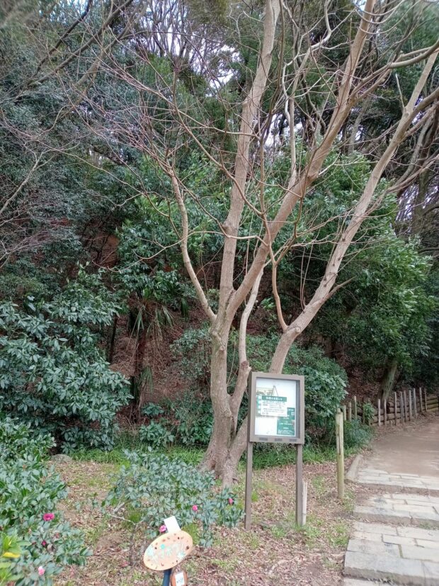 ヤマボウシ