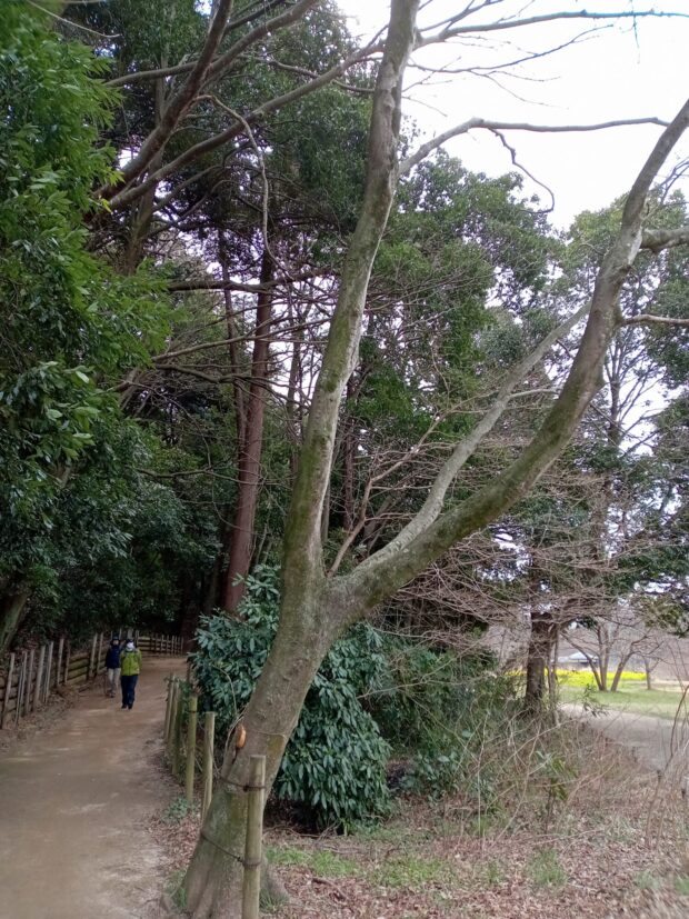 エノキ